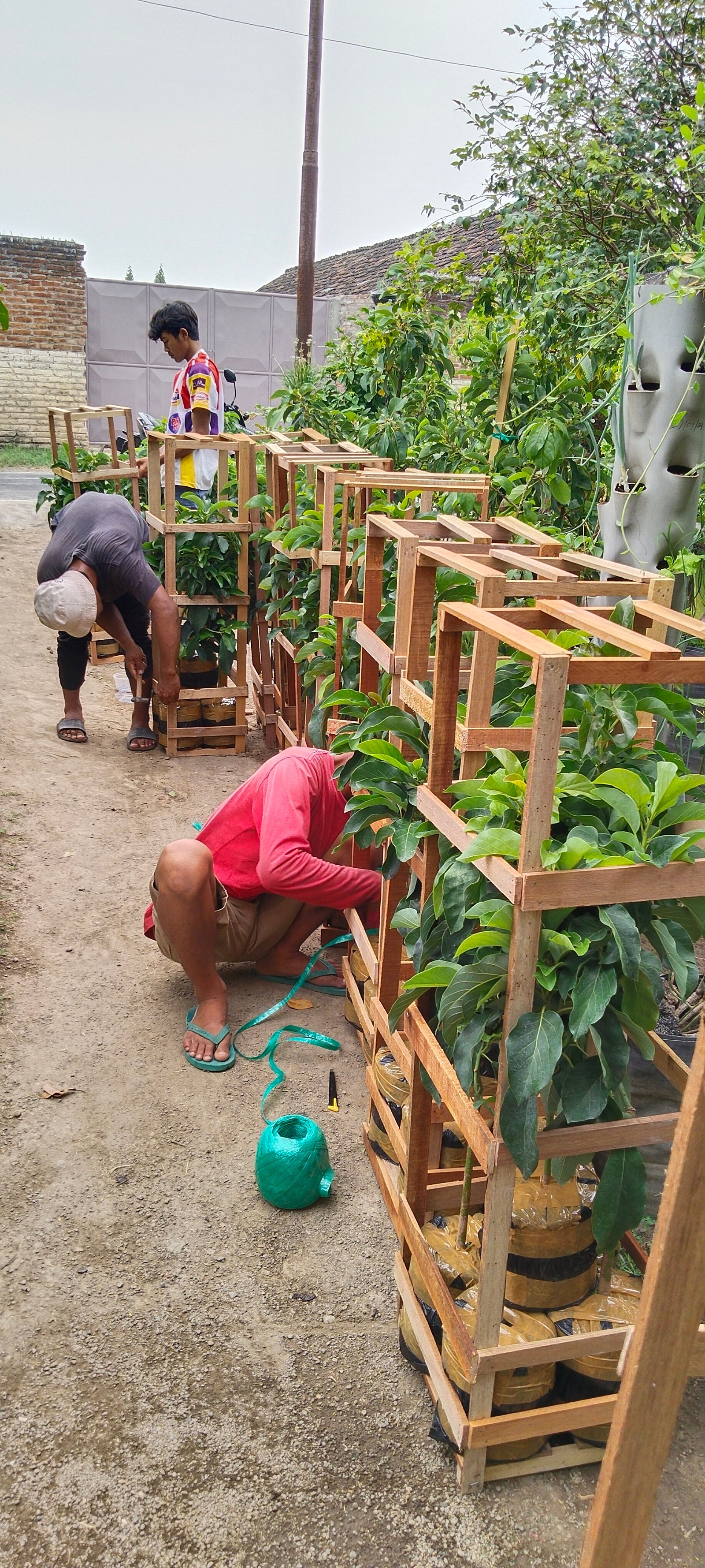 Proses packing pesanan bibit 