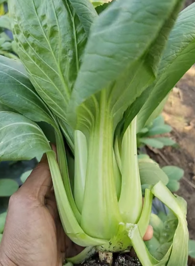 JapoNursery Gebrak Pasar Sayur Organik: Kelola Lahan Pakcoy 5.000 Meter Persegi dengan Sistem Panen Setiap Hari